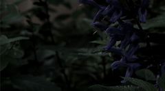 僕のこころに咲く花
