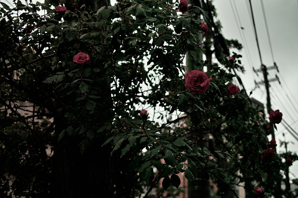 SDIM0111