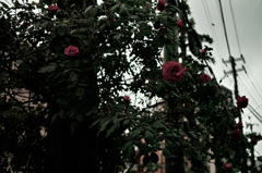 SDIM0111