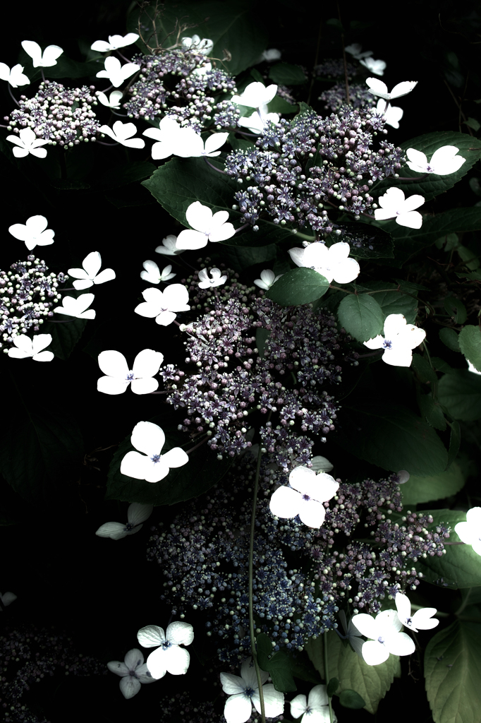蝶のように咲く花