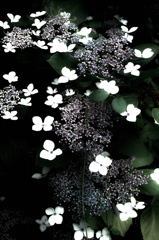 蝶のように咲く花