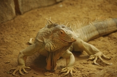 円山動物園