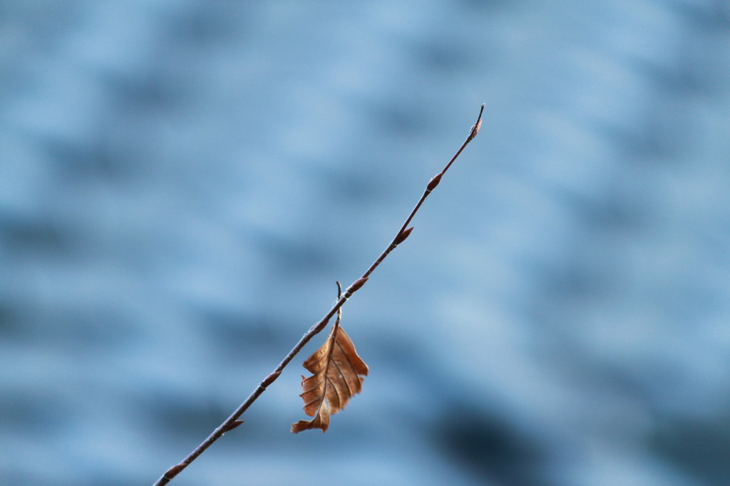 秋の終わり・・・