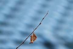 秋の終わり・・・