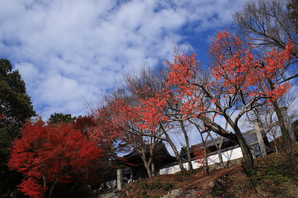 ピンクな紅葉