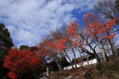 ピンクな紅葉