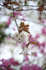 小春
