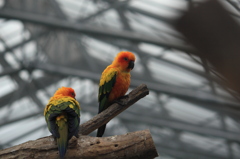 インコ