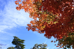 紅葉