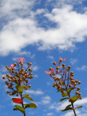 紅一点、空に向かって