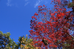 真っ青な秋空