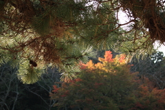 松と紅葉