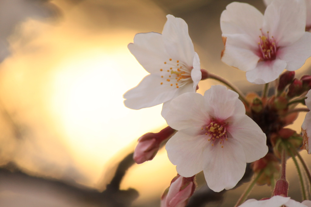 夕桜