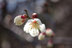 梅の花