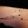 日光川の夕景