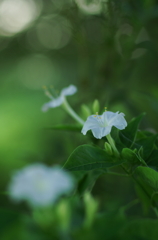 木陰に咲く