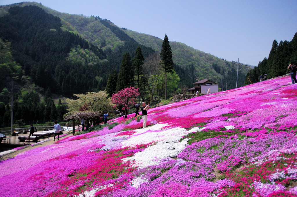 國田家の芝桜
