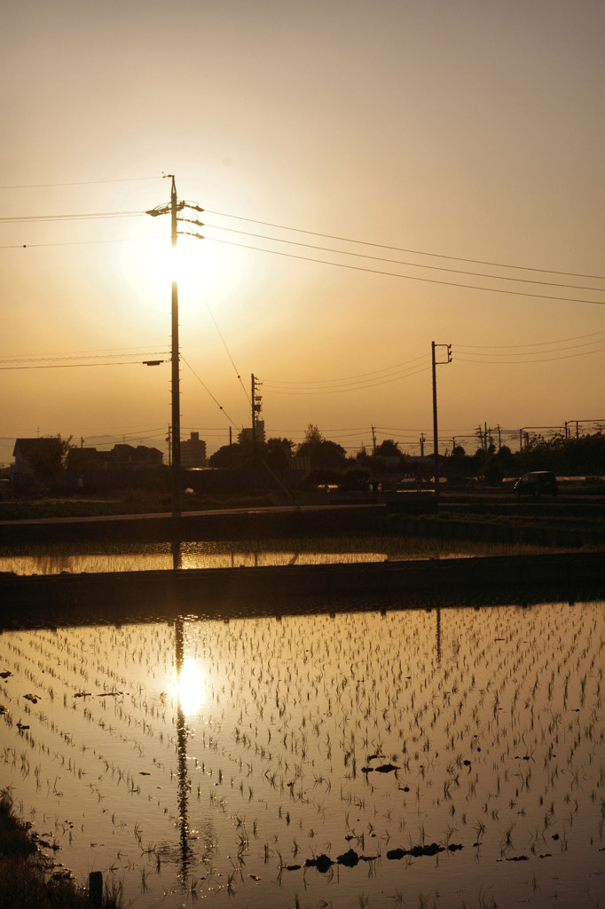 水田の夕景