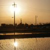 水田の夕景