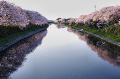 春の五条川