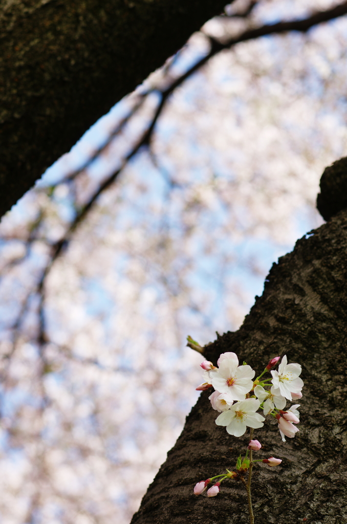 五条川の桜
