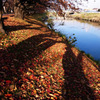 桜並木の影