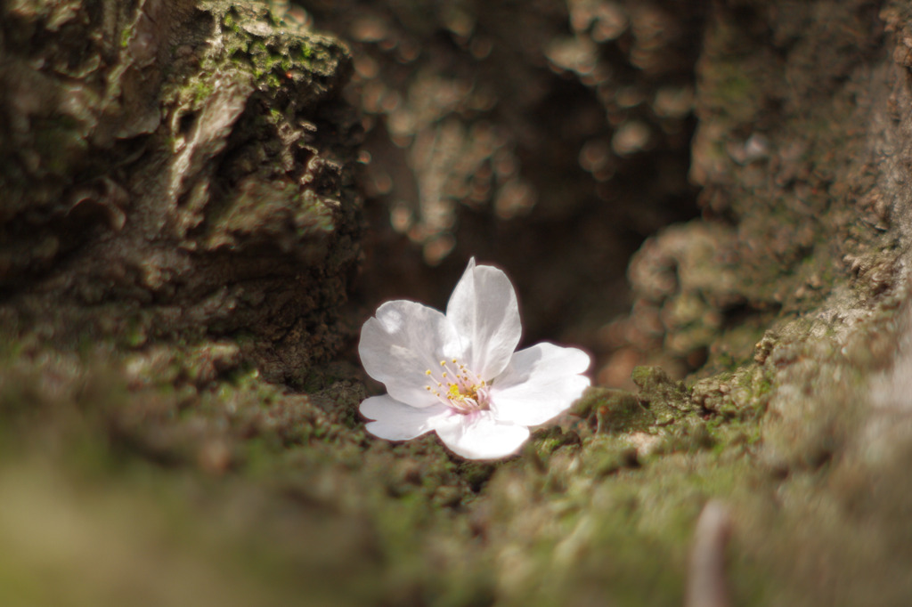 花びら１つ