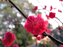 梅の花