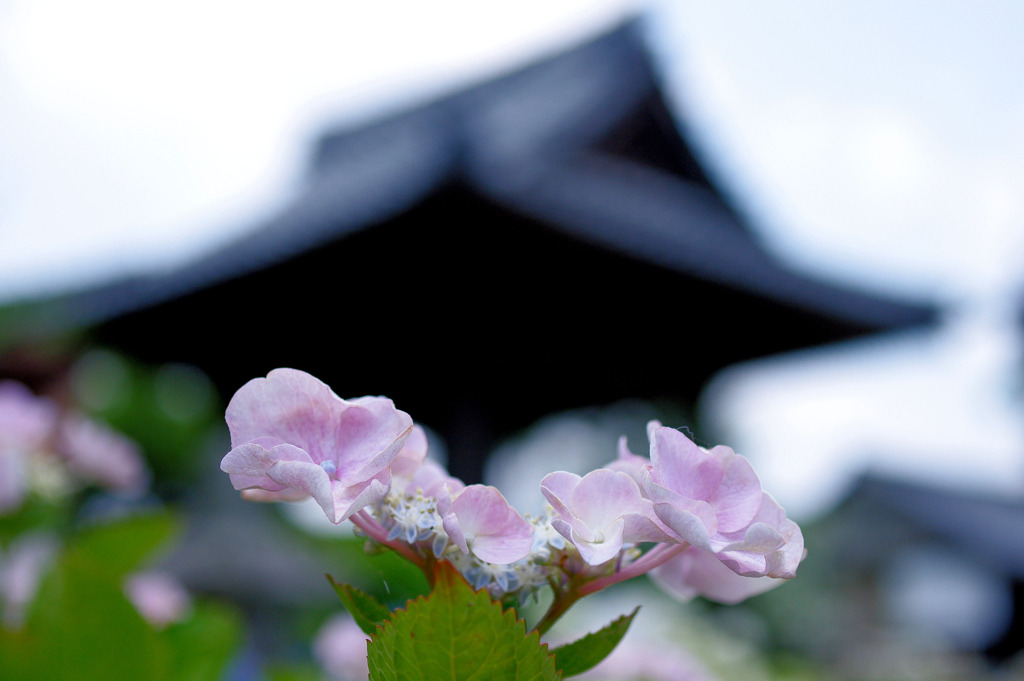 稲沢あじさい祭りにて