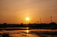 水田の夕景