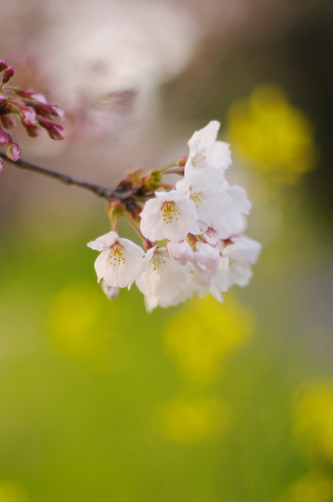 桜と菜の花