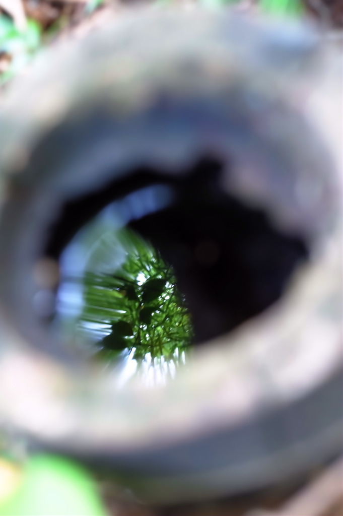 新緑を映して