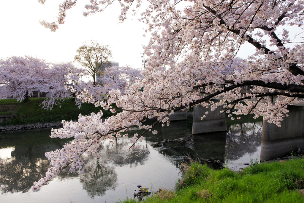 桜満開
