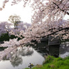 桜満開