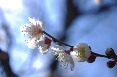 梅の花