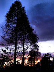 夕暮れの木立