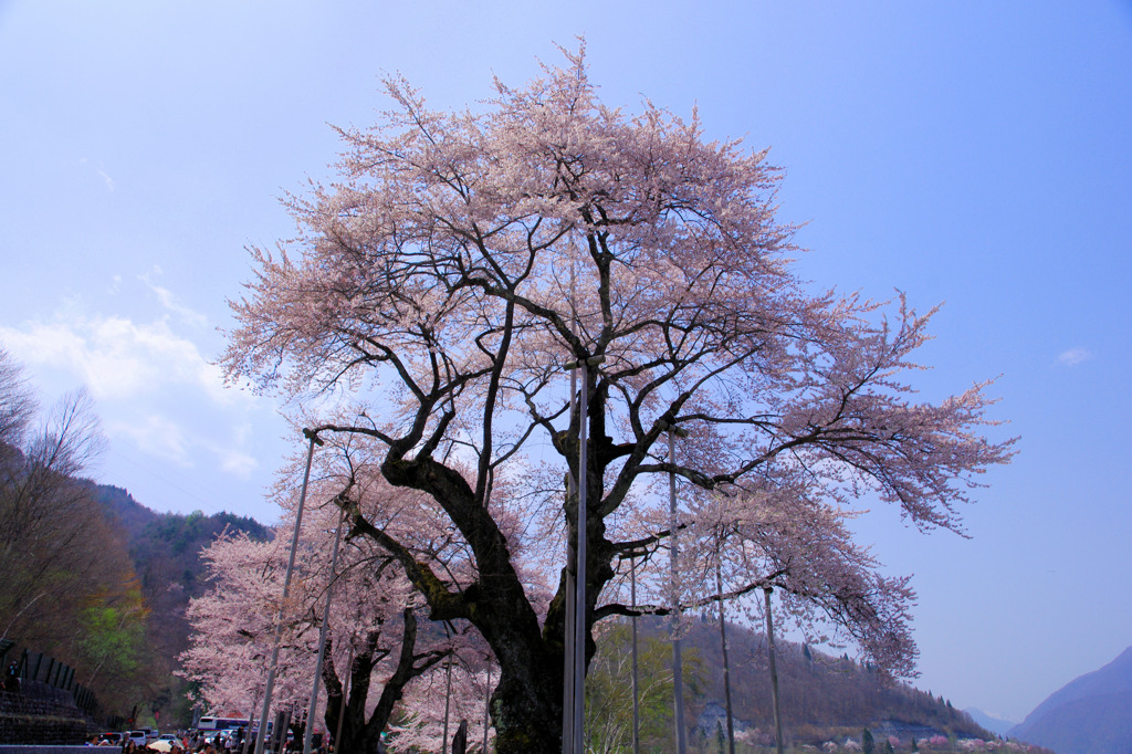 荘川桜