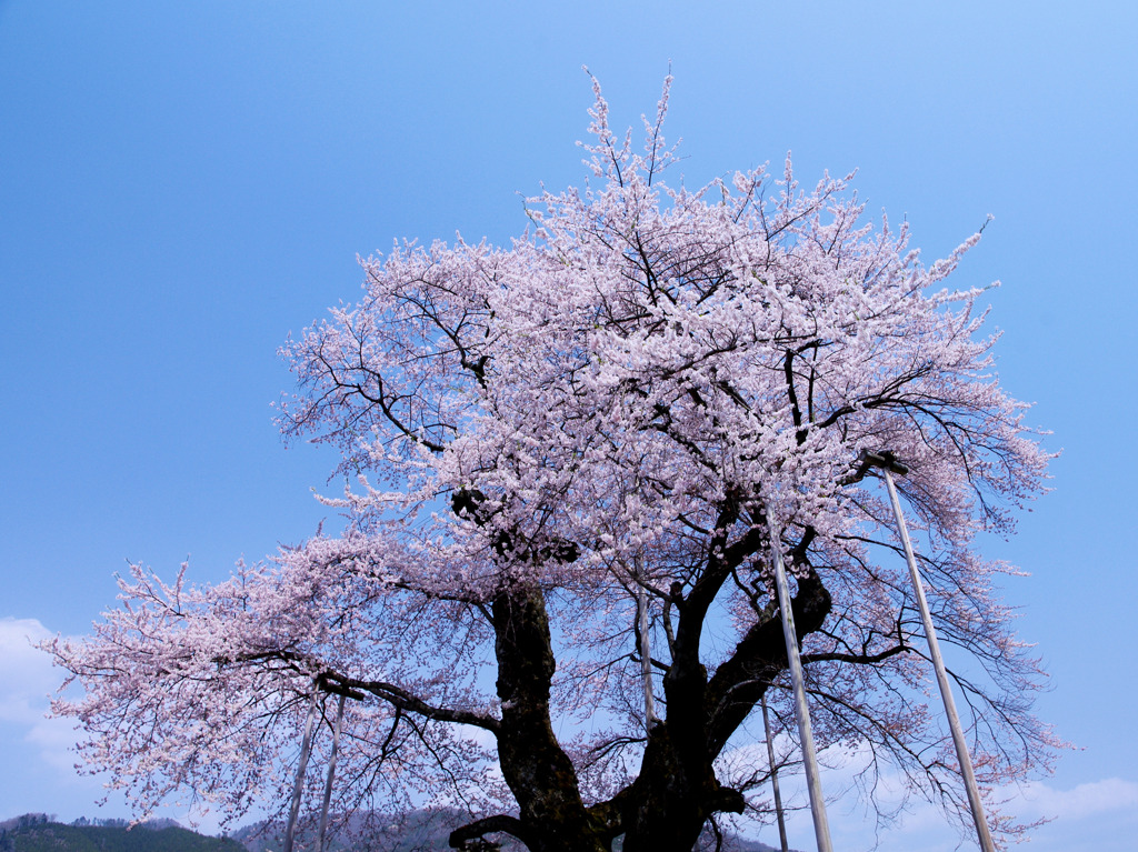 荘川桜