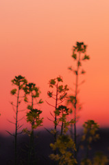 夕焼けと菜の花２