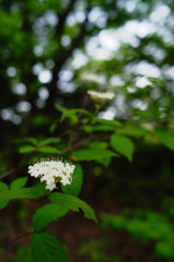 森の花