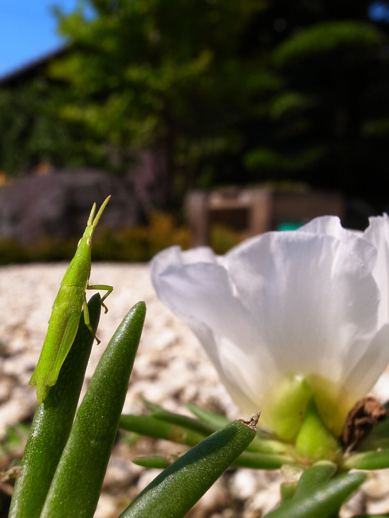 夏の花見客