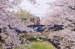 桜列車