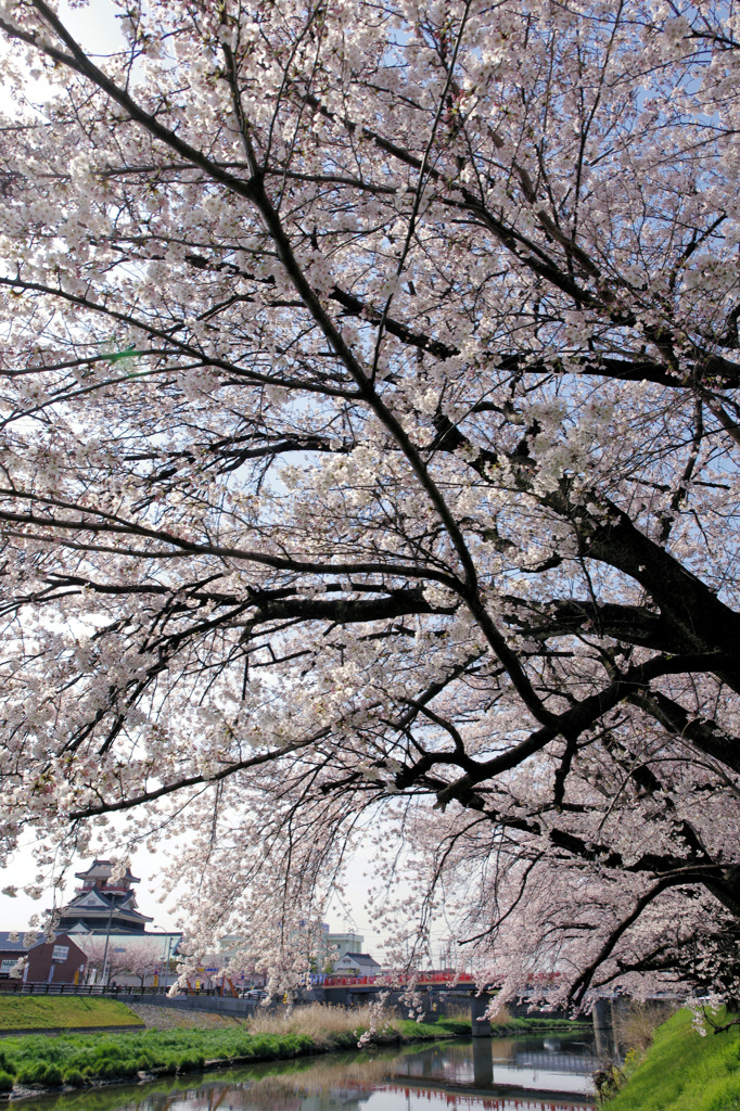 桜と清洲城