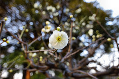 梅の花