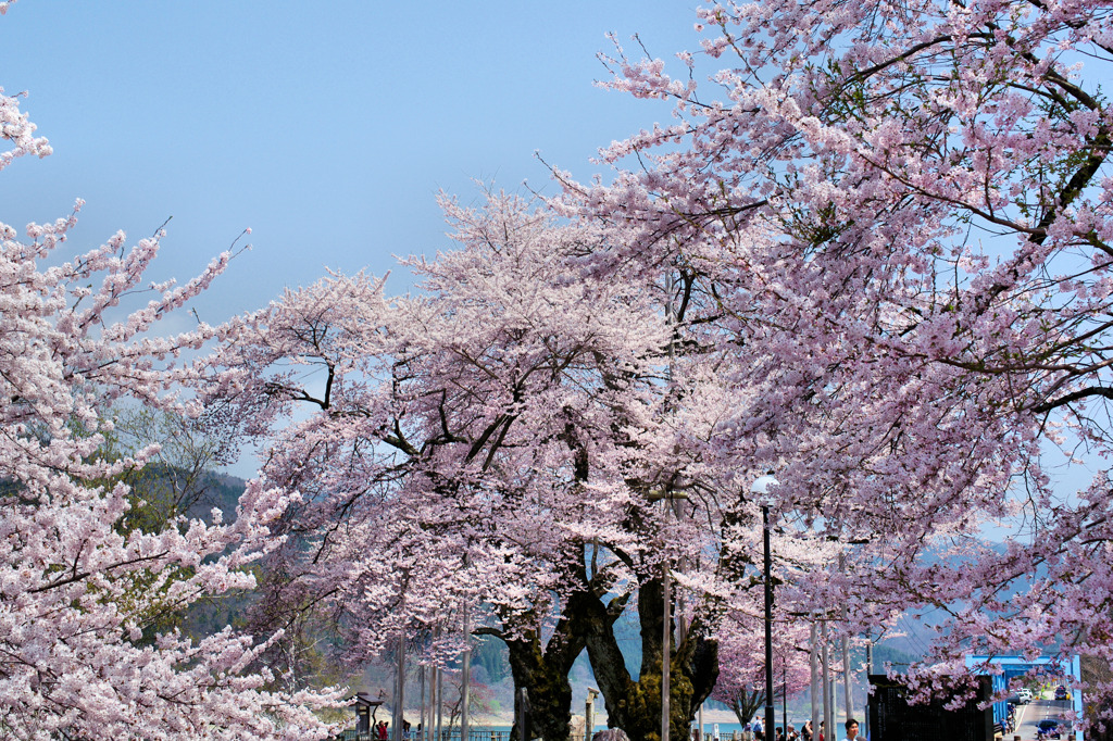 荘川桜