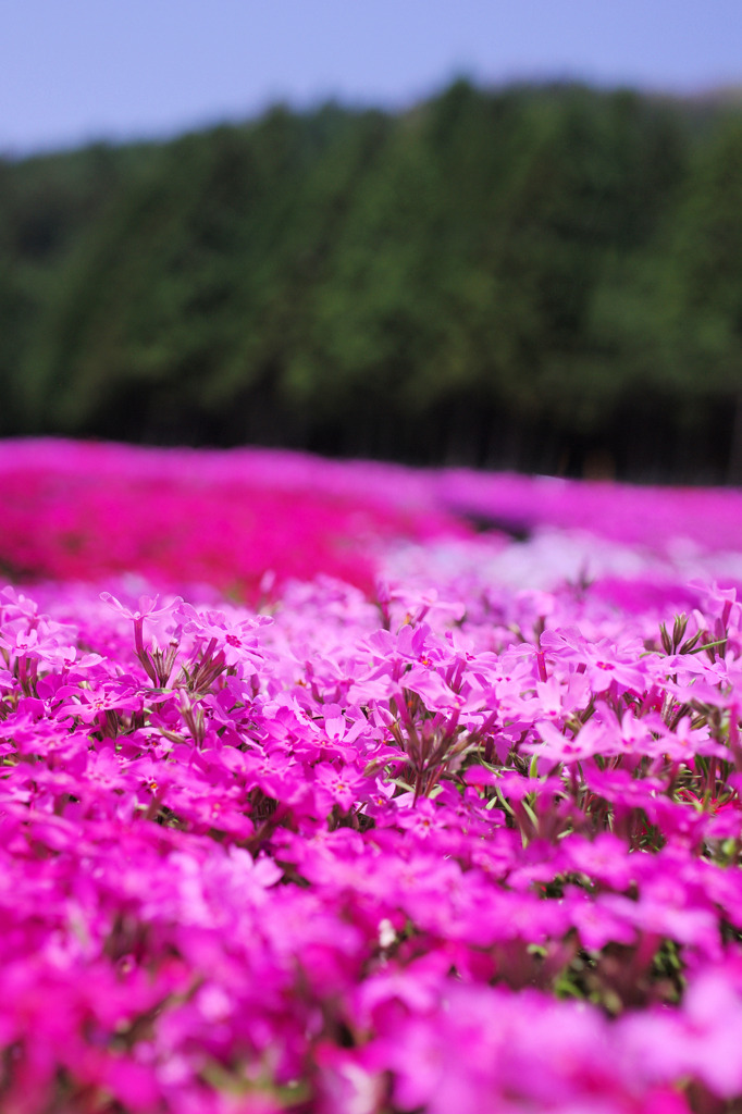 國田家の芝桜