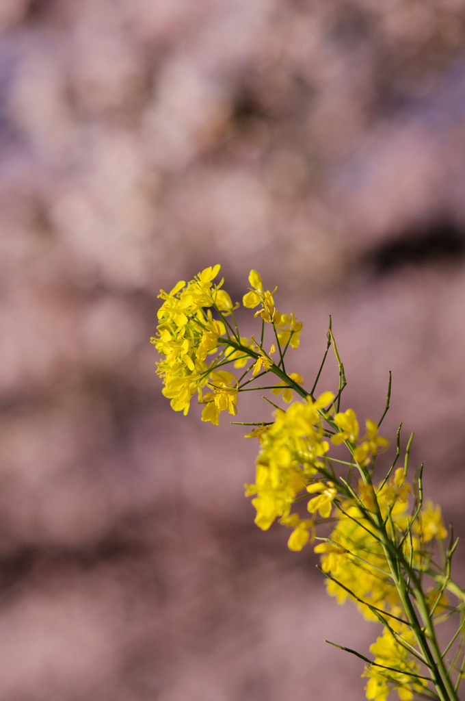 桜をバックに