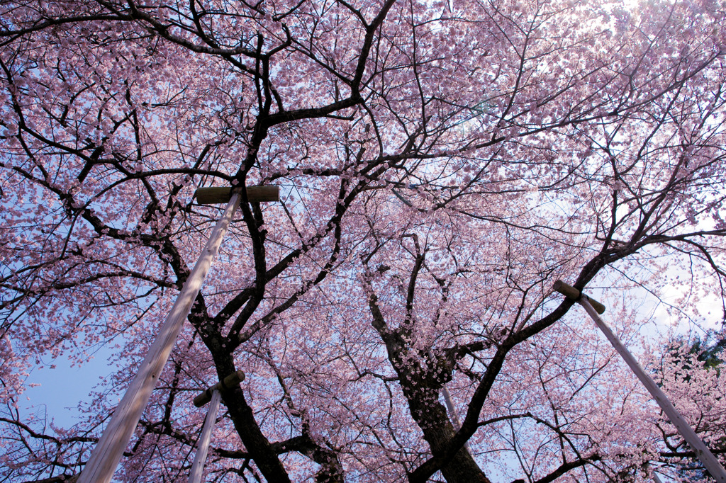 荘川桜