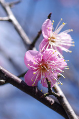 梅の花