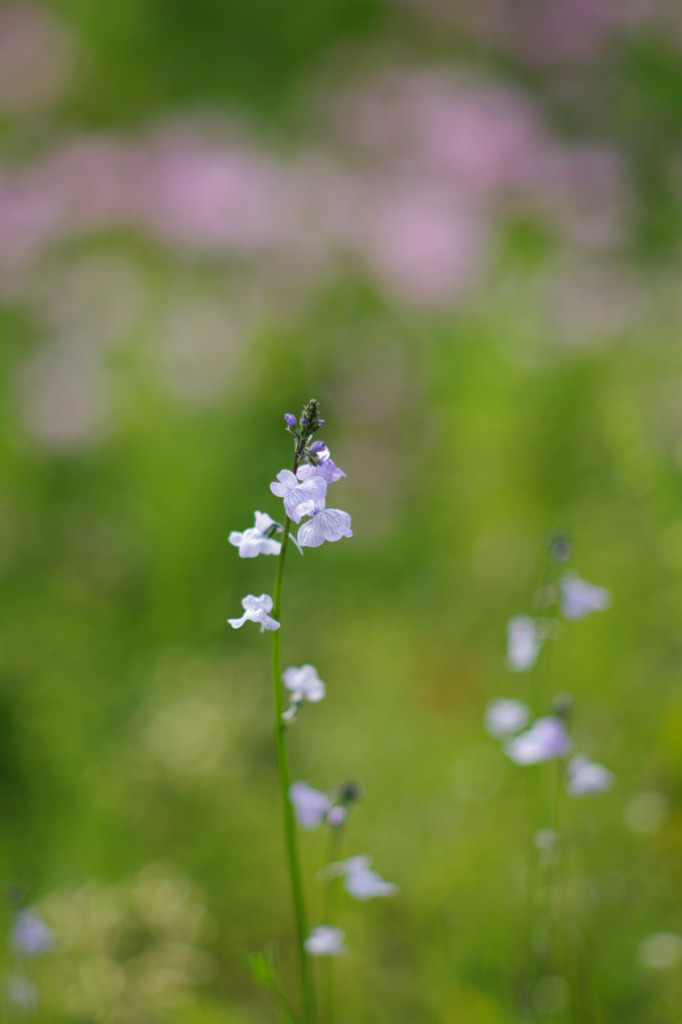 あぜ道の花２